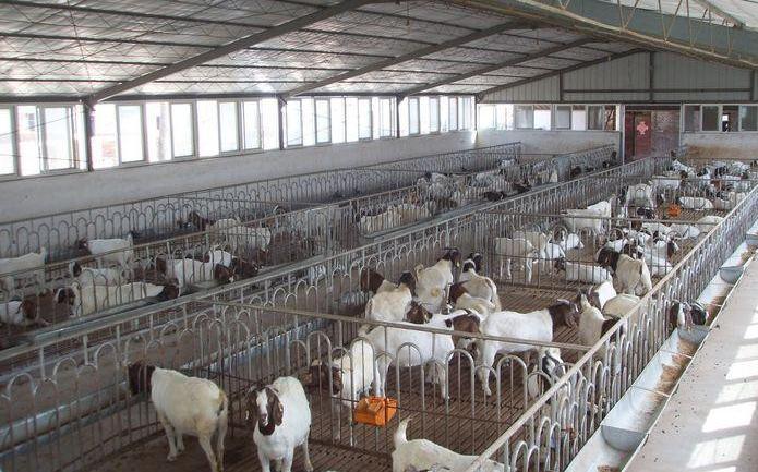 Custom Hot DIP Galvanized Cattle Fence